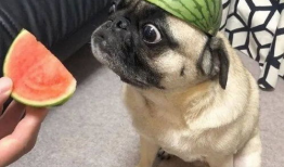 带你吃瓜爆料表情包图片,带你一图览尽“带你吃瓜爆料”表情包背后的趣味故事