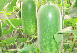 三观炸裂吃瓜爆料每日大瓜,揭秘娱乐圈惊人内幕